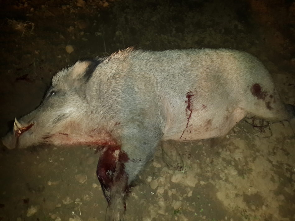 wildboar_pic2