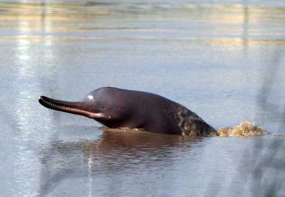 dolphin-blind-pakistan